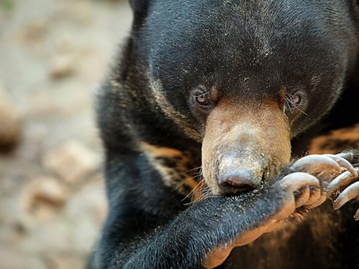 WOW Sandakan @ 5D4N - Drive For Thrill, Don’t Kill For Thrill